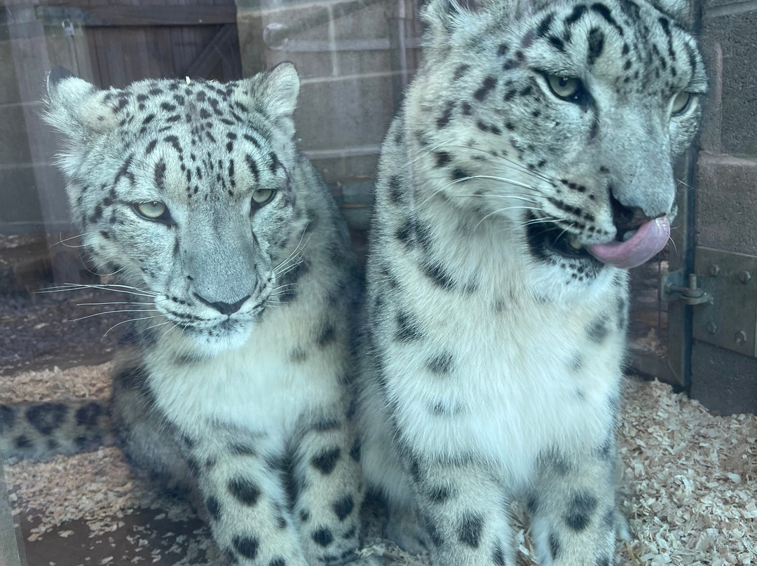 Welsh Mountain Zoo-科尔温湾必去景点