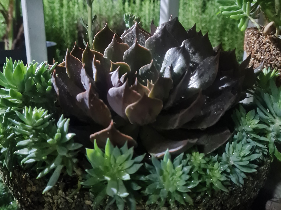 Greenhouse of Exotic Plants-Lazarevskoye必去景点