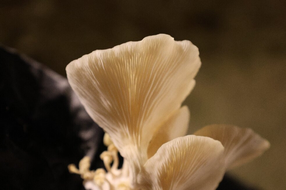 Musée du Champignon-梭缪尔必去景点