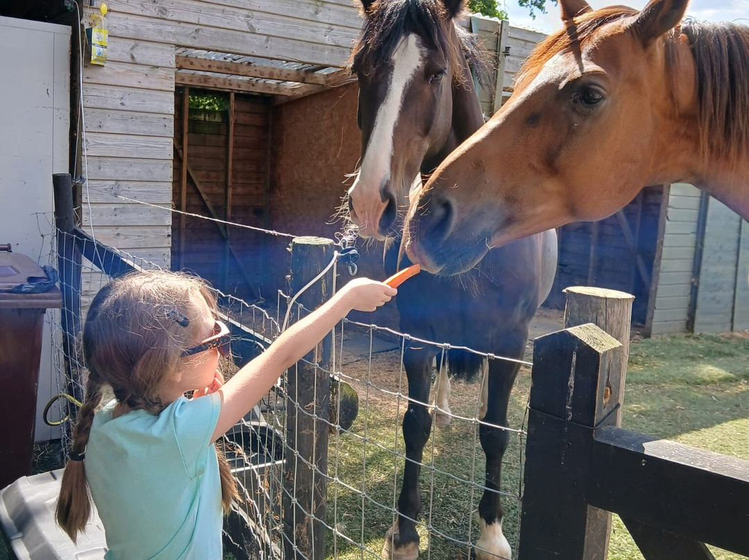 Baddow Hill Alpacas-切姆斯福德必去景点