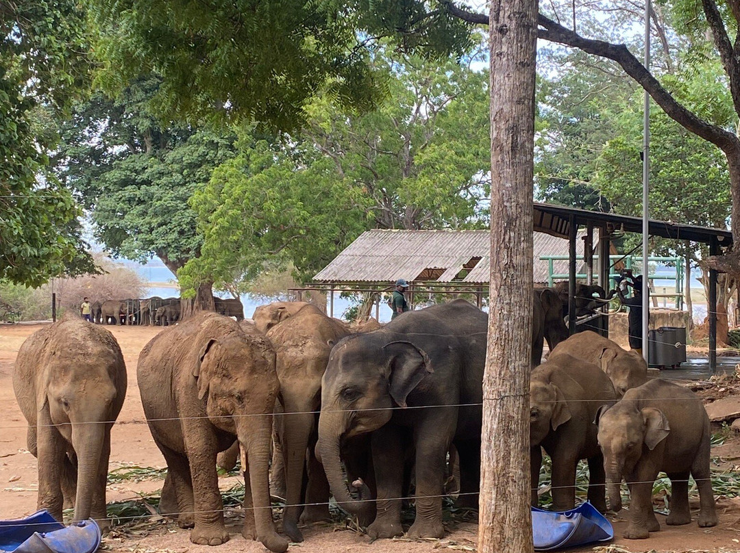 Udawalawe New Cab Service-Habaraluwewa必去景点