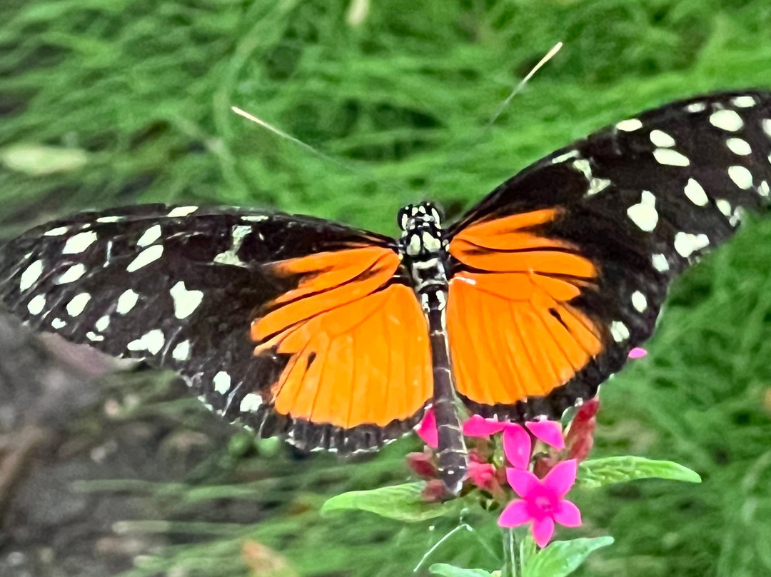 Vlindertuin Vlindorado-Waarland必去景点