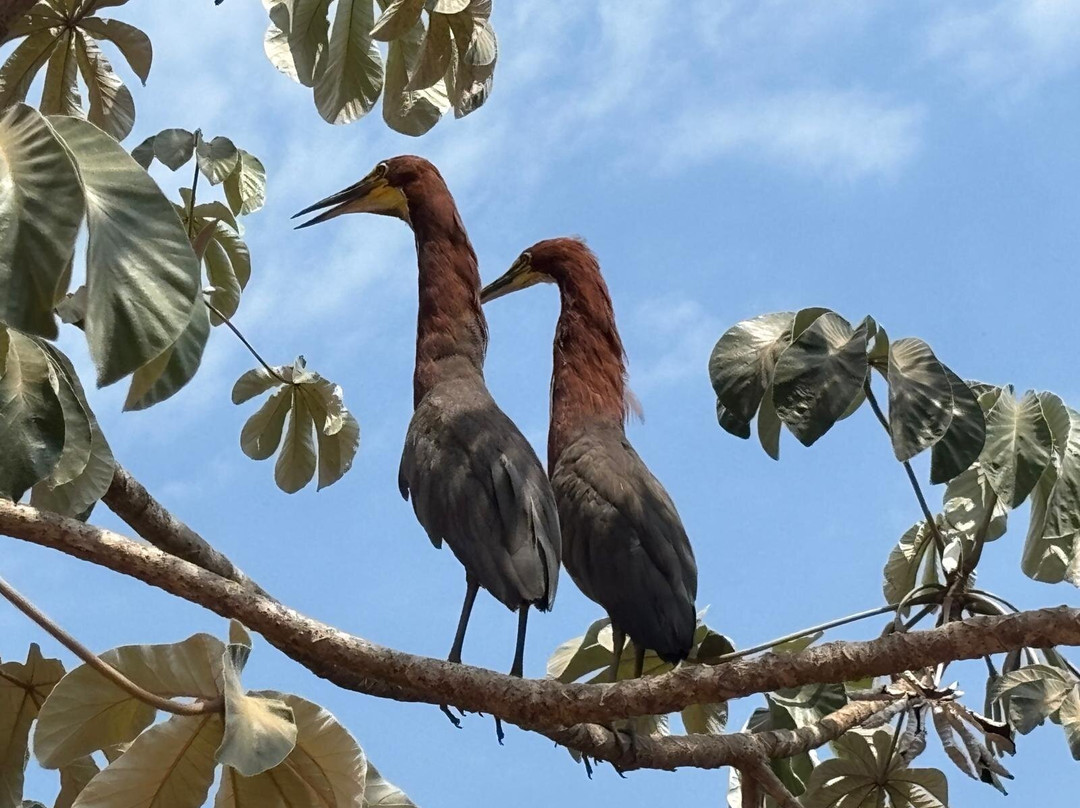 Jabiru Tour-Cuiaba必去景点