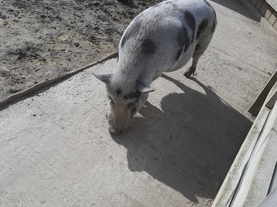 The Web Adventure Park-Wigginton必去景点