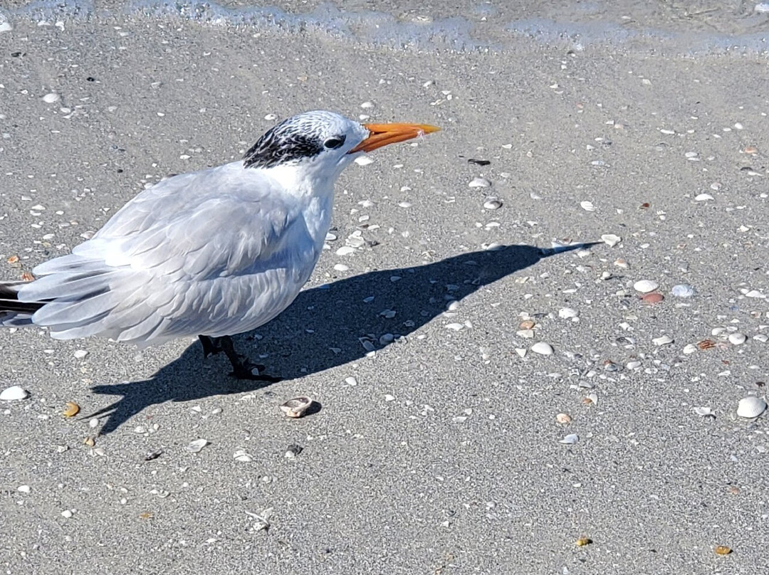 Treasure Island Waterslide and Cabanas-特雷热岛必去景点