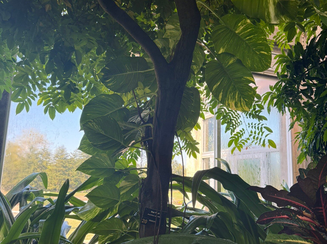 Garfield Park Conservatory & Sunken Garden-印第安纳波利斯必去景点