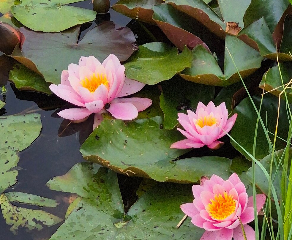 Bergius Botanic Garden-斯德哥尔摩必去景点