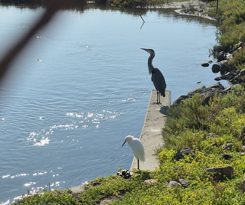 Bolsa Chica Ecological Reserve-亨廷顿海滩必去景点