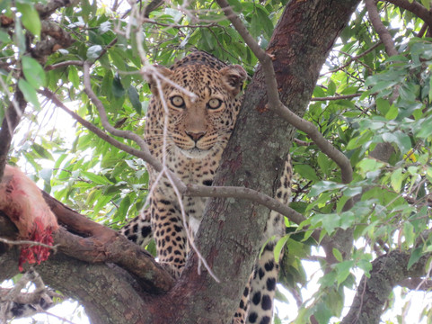 Natural World Kenya Safaris - Diani-迪亚尼必去景点