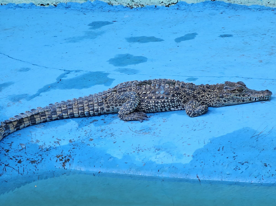 Playa Larga-Playa Larga必去景点