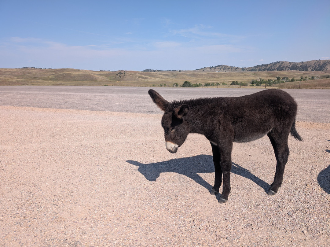 Wildlife Loop Road-卡斯特必去景点