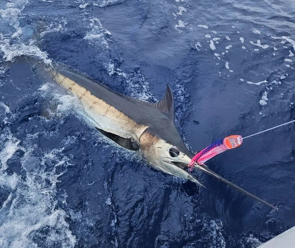 Golden Wave Charters - Big Game Fishing - IGFA - Captain Victor Pelletier-弗力克昂弗雷克必去景点