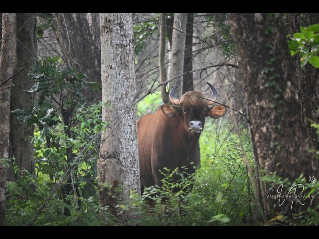 Jungle Bucket List-Moharli必去景点