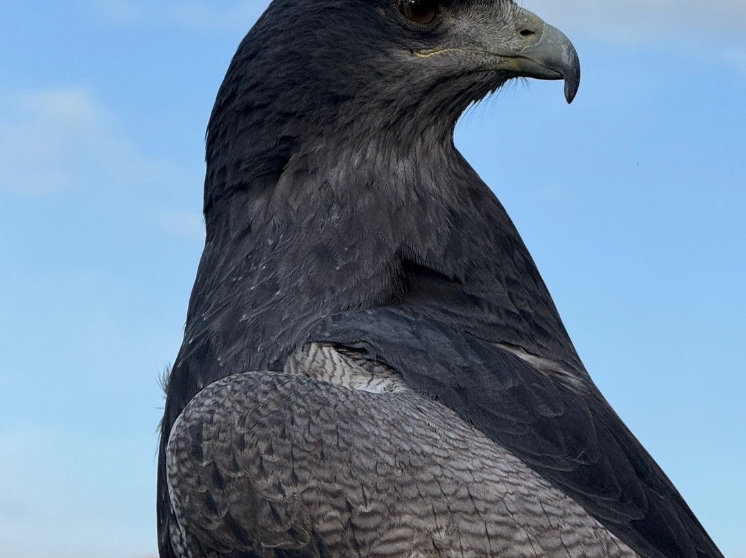 Willows Bird of Prey & Wildlife Trail-Knockholt必去景点
