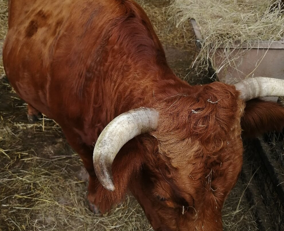 Greenmeadow Community Farm-Cwmbran必去景点