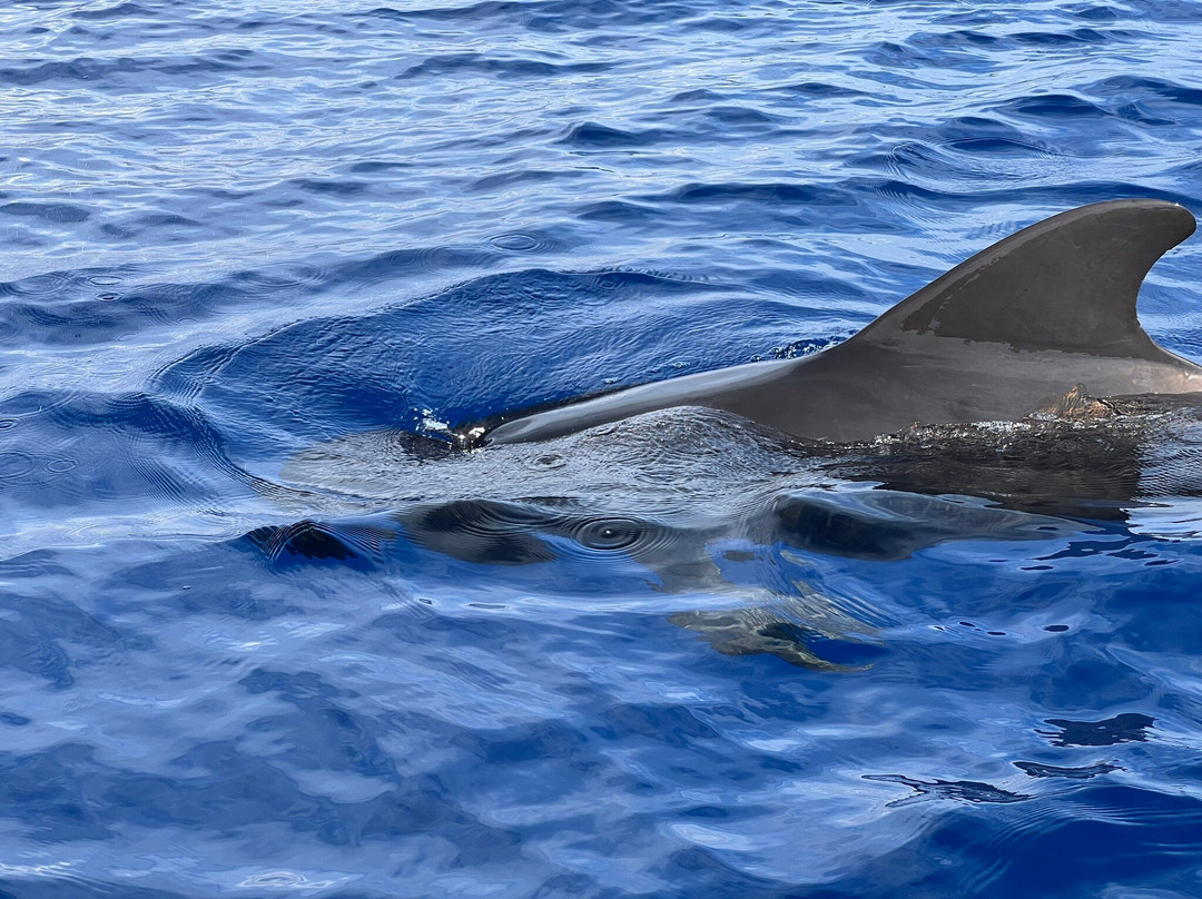 Rota dos Cetáceos-沙尔必去景点