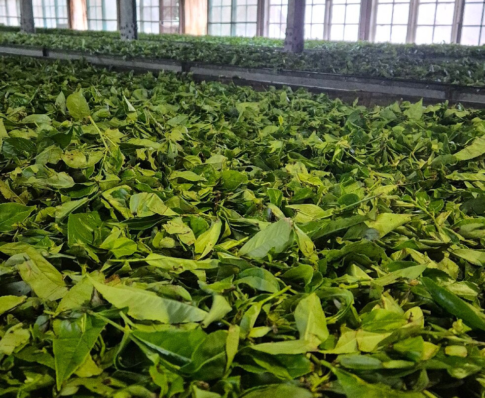 Ds Kumar Tuktuk Sightseeing In Nuwara Eliya-奴娃拉伊利雅必去景点