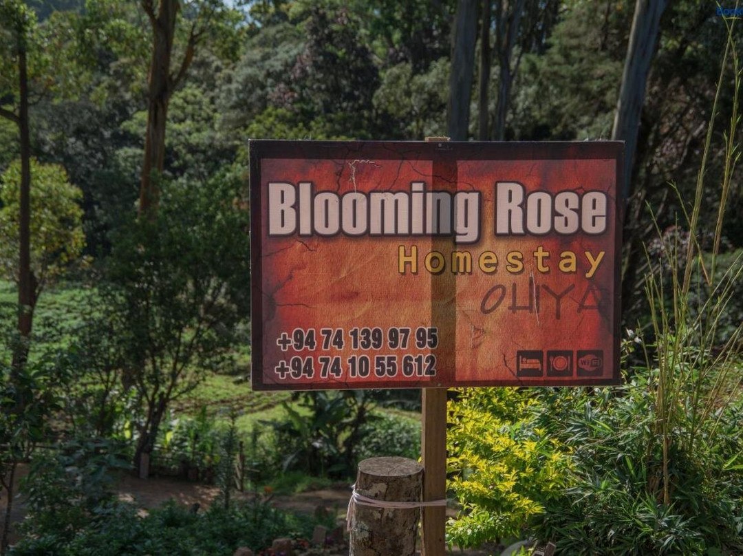 Blooming Rose Homestay