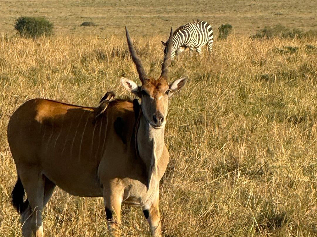 Assured Safaris-内罗毕必去景点