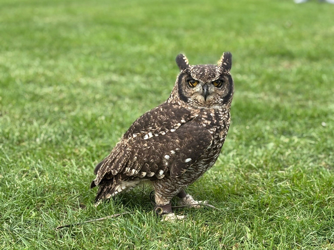 Walks With Hawks-切尔滕纳姆必去景点