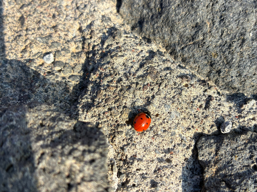 Etna Mareneve Escursioni-Riposto必去景点