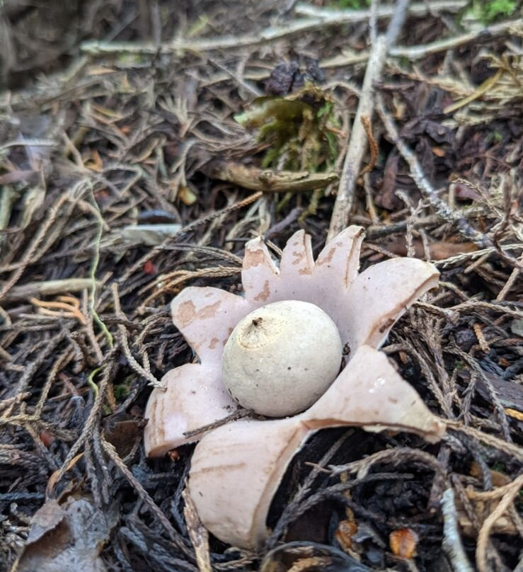 Oropopo Experience-Playa Avellanas必去景点