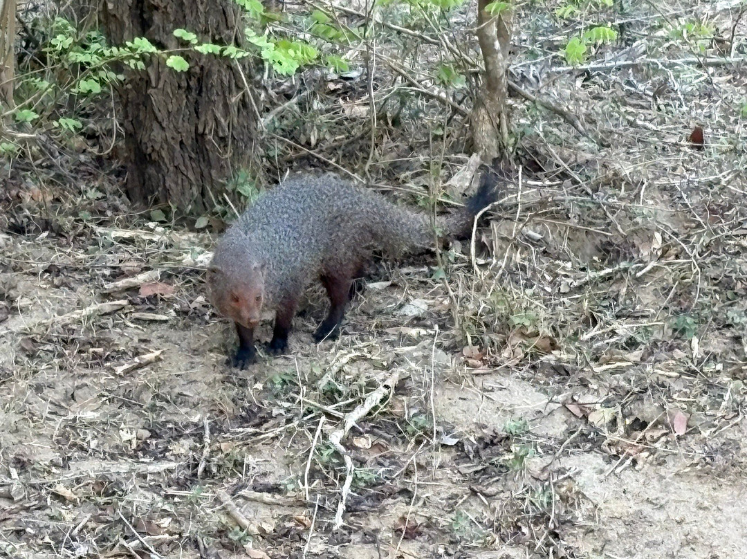 Driver Sri Lanka T-Two-奴娃拉伊利雅必去景点