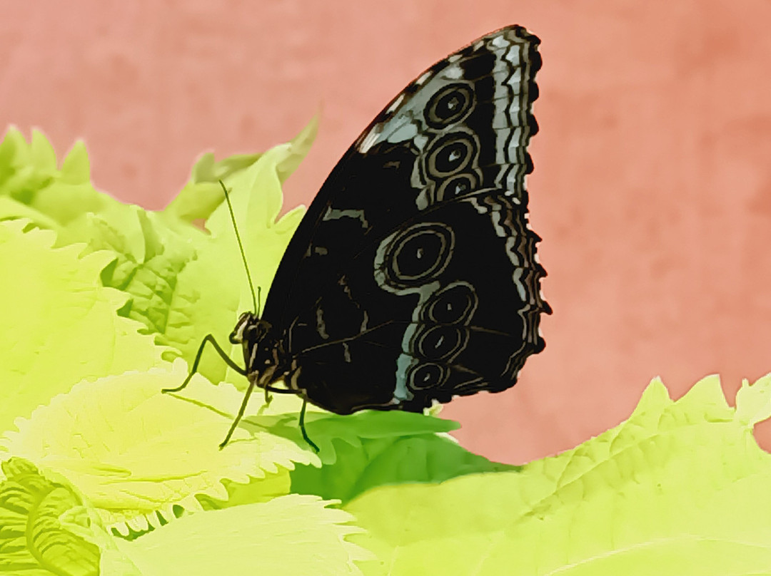 奥杜邦昆虫博物馆-新奥尔良必去景点