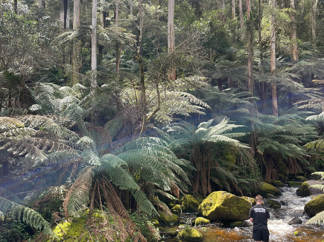 Toorongo Falls-Noojee必去景点