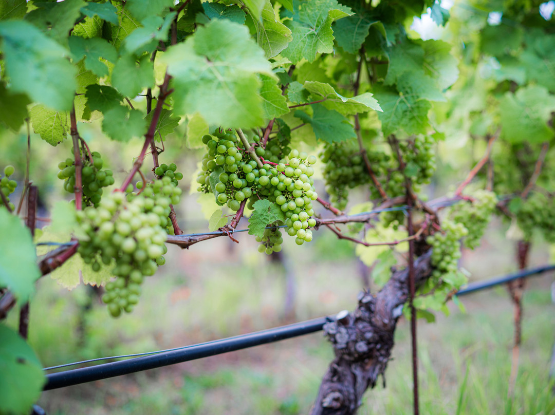 San Juan Vineyard-星期五港湾必去景点