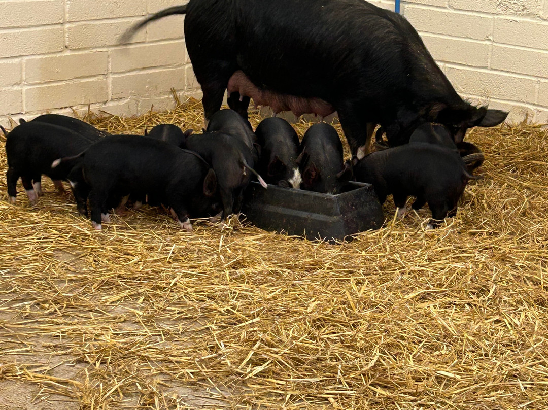 Greenmeadow Community Farm-Cwmbran必去景点