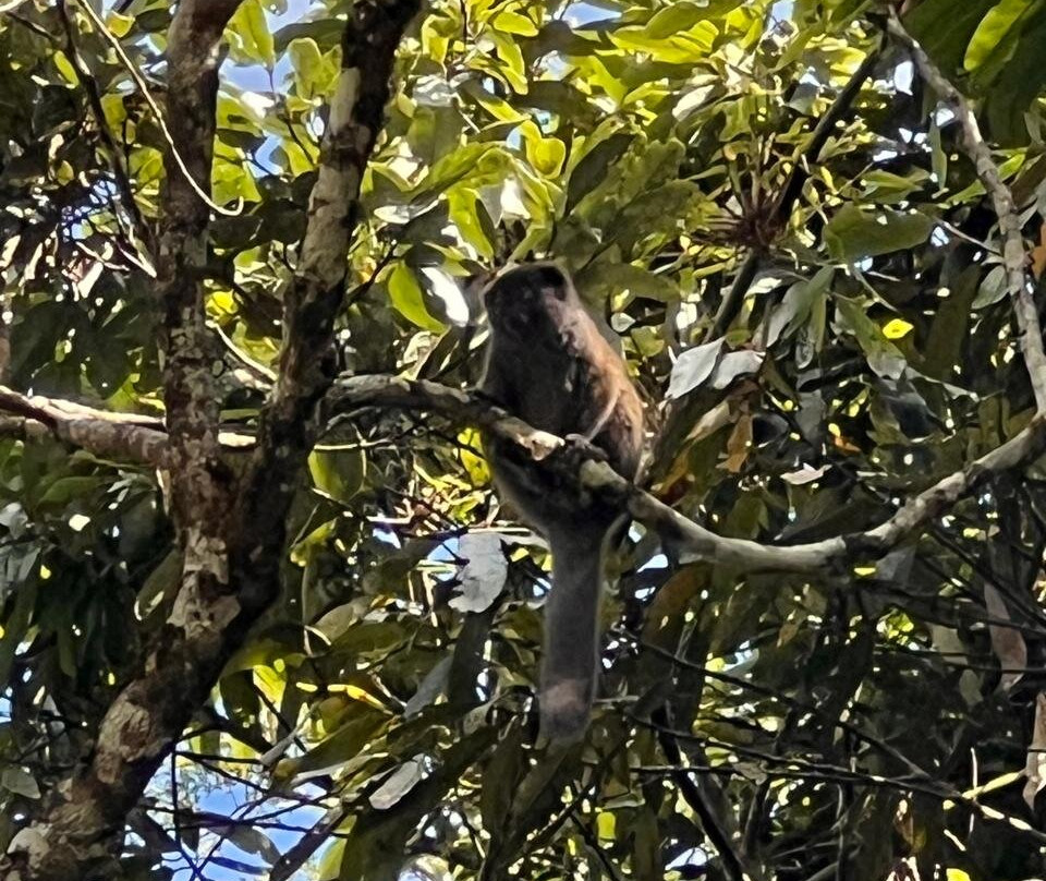 Analamazaotra Special Reserve-昂达西贝必去景点