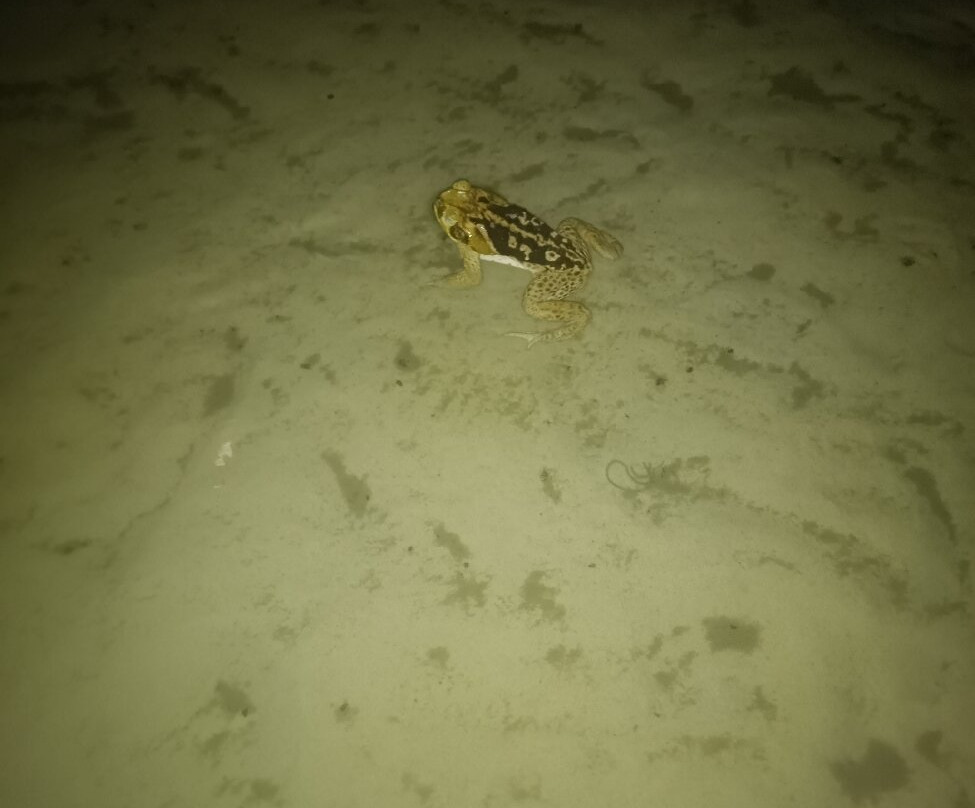 Complexo Capiba-Nisia Floresta必去景点