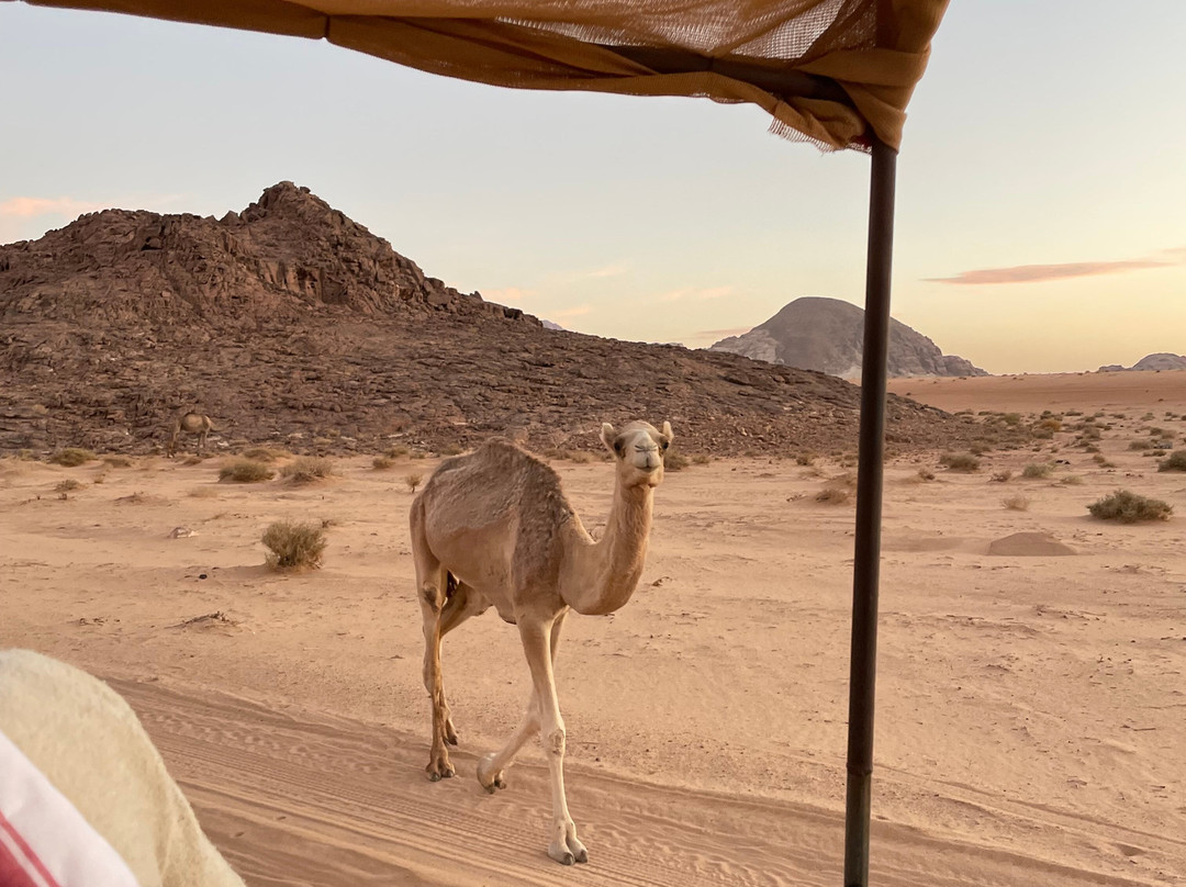 Bedouin Nights Camp-Wadi Rum Village必去景点