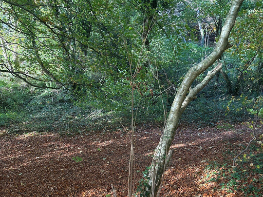 Glen Of The Downs Nature Reserve