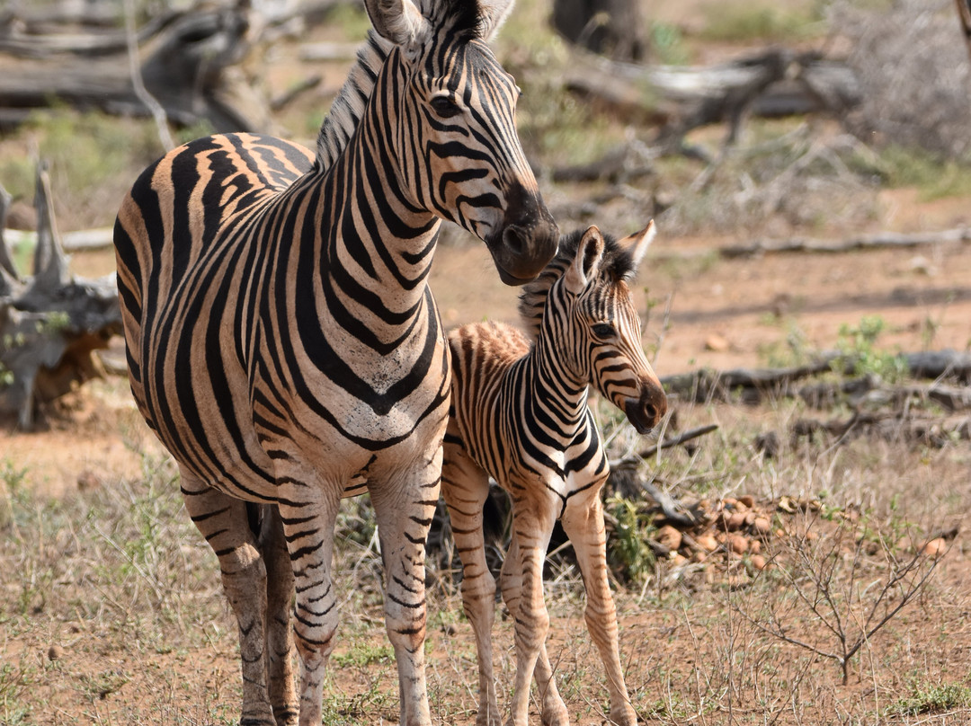 Dél-afrika-mozambik-尼斯普鲁特必去景点