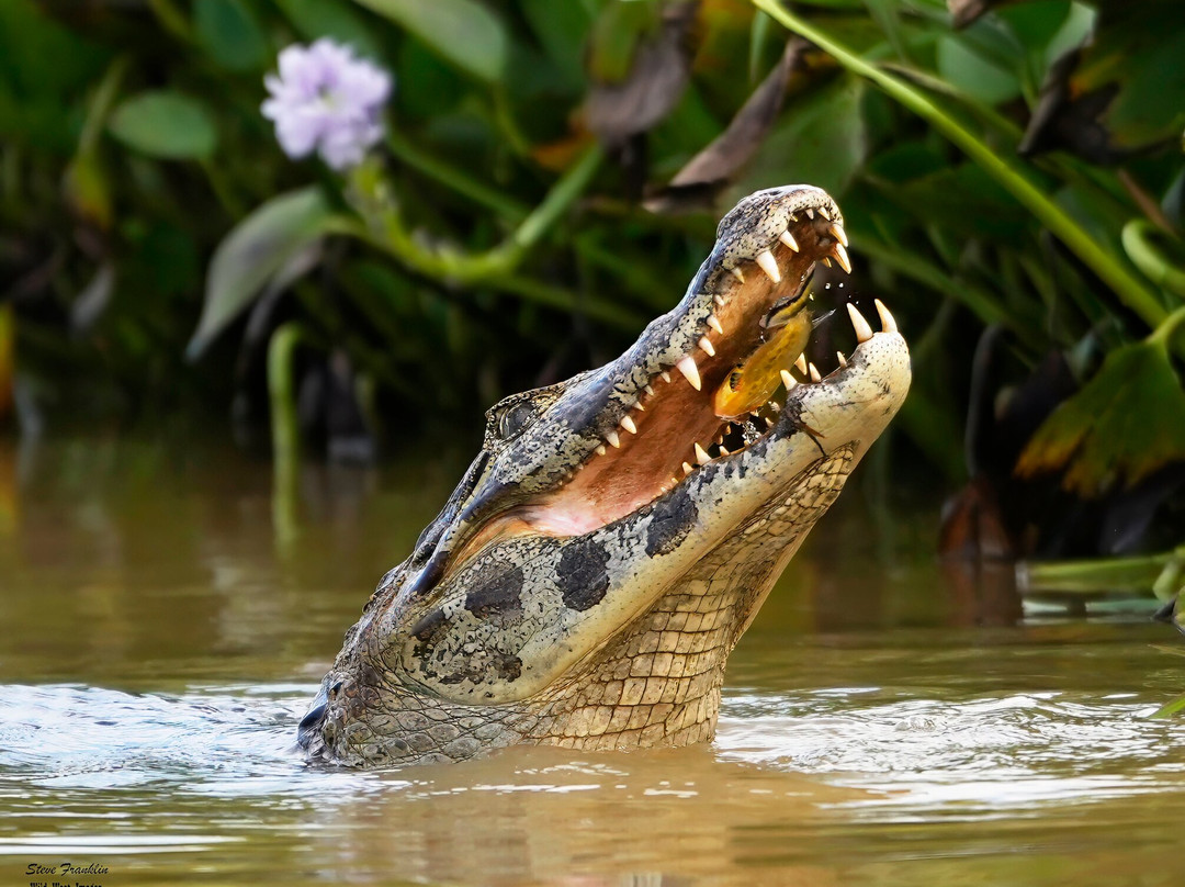 Journey With Jaguars-Porto Jofre必去景点