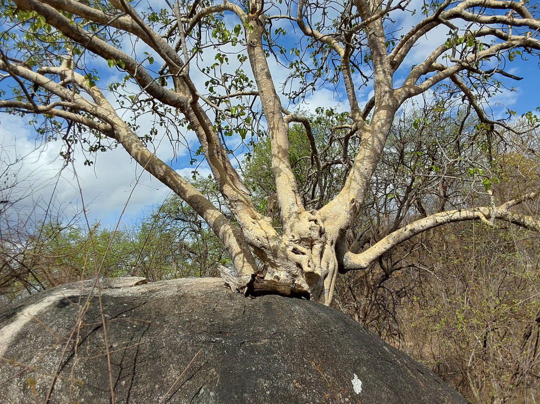 Kuminda Farm-Francistown必去景点