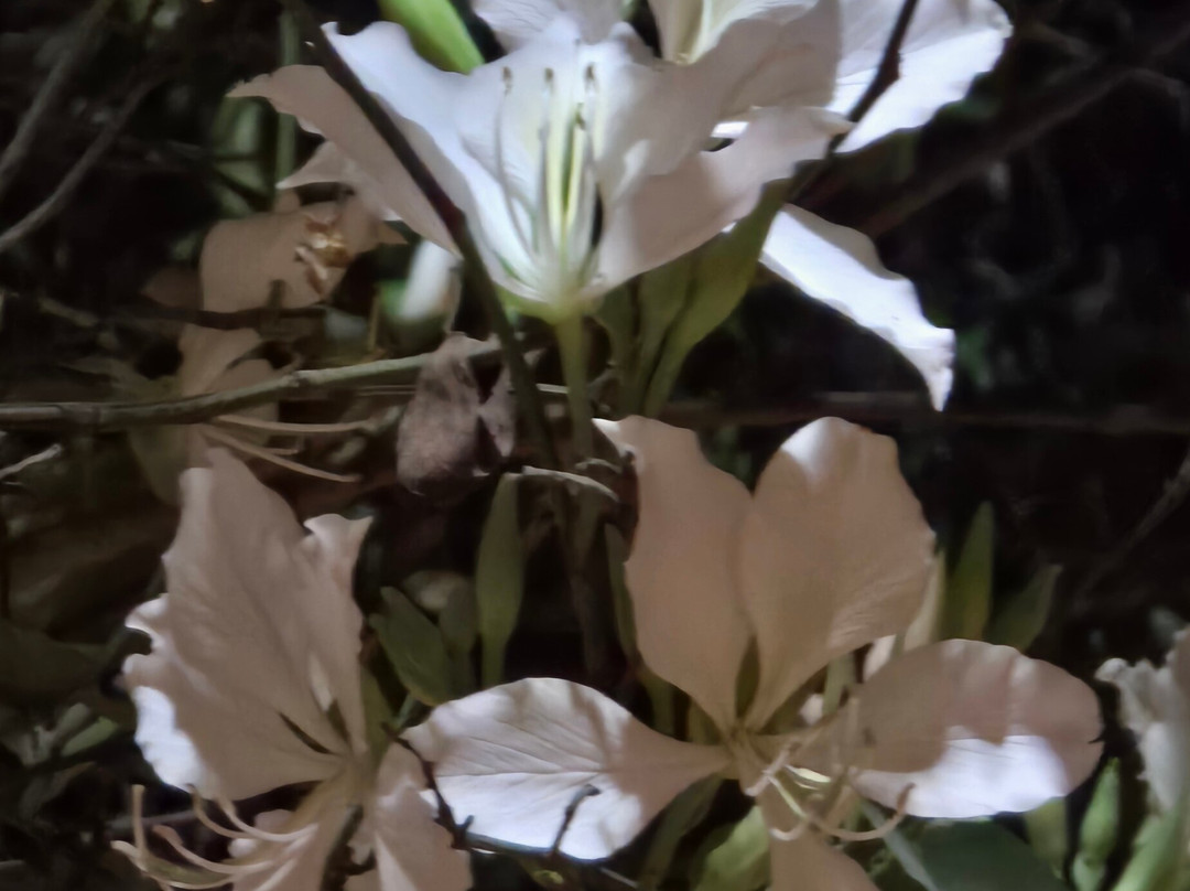 费斯塔客栈酒店主图