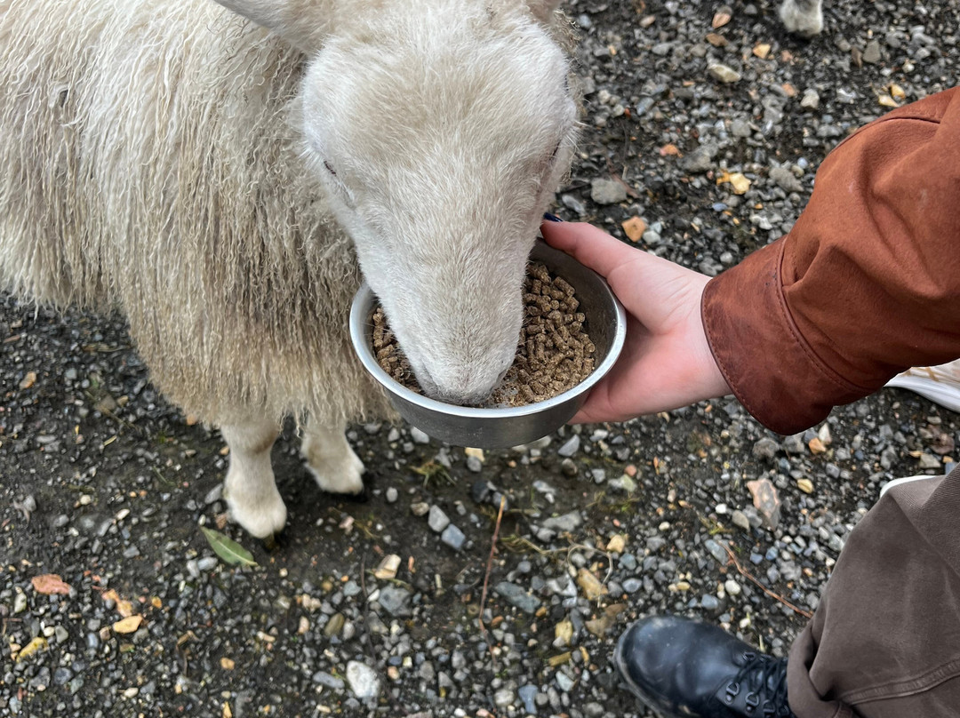 Sheep Smarts-Rathdrum必去景点
