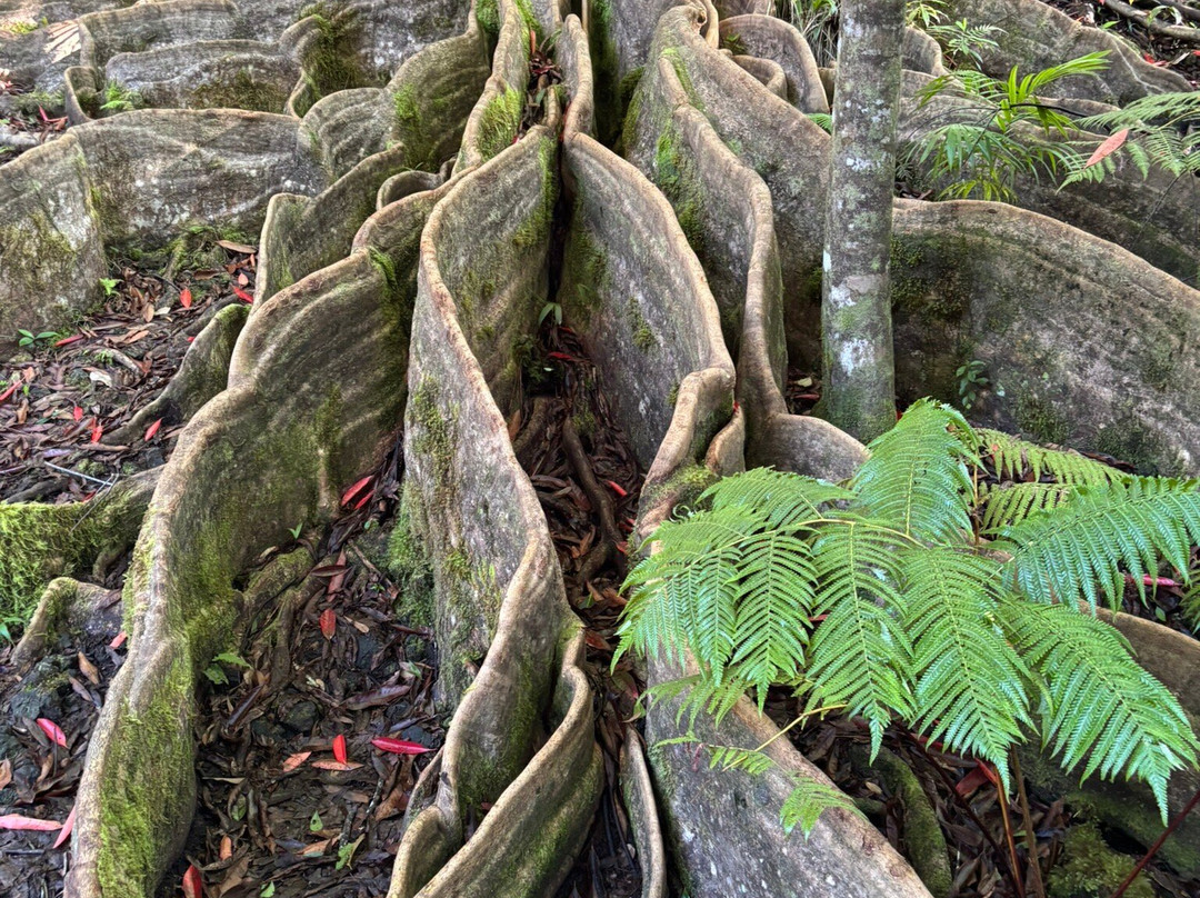Kona Cloud Forest Sanctuary-凯鲁瓦-柯纳必去景点