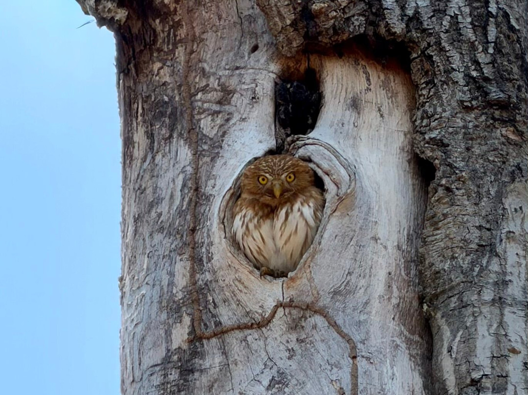 Pantanal Photo Tours-伊利亚贝拉必去景点