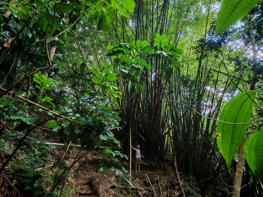 Coco Hill Forest-Melvin Hill必去景点