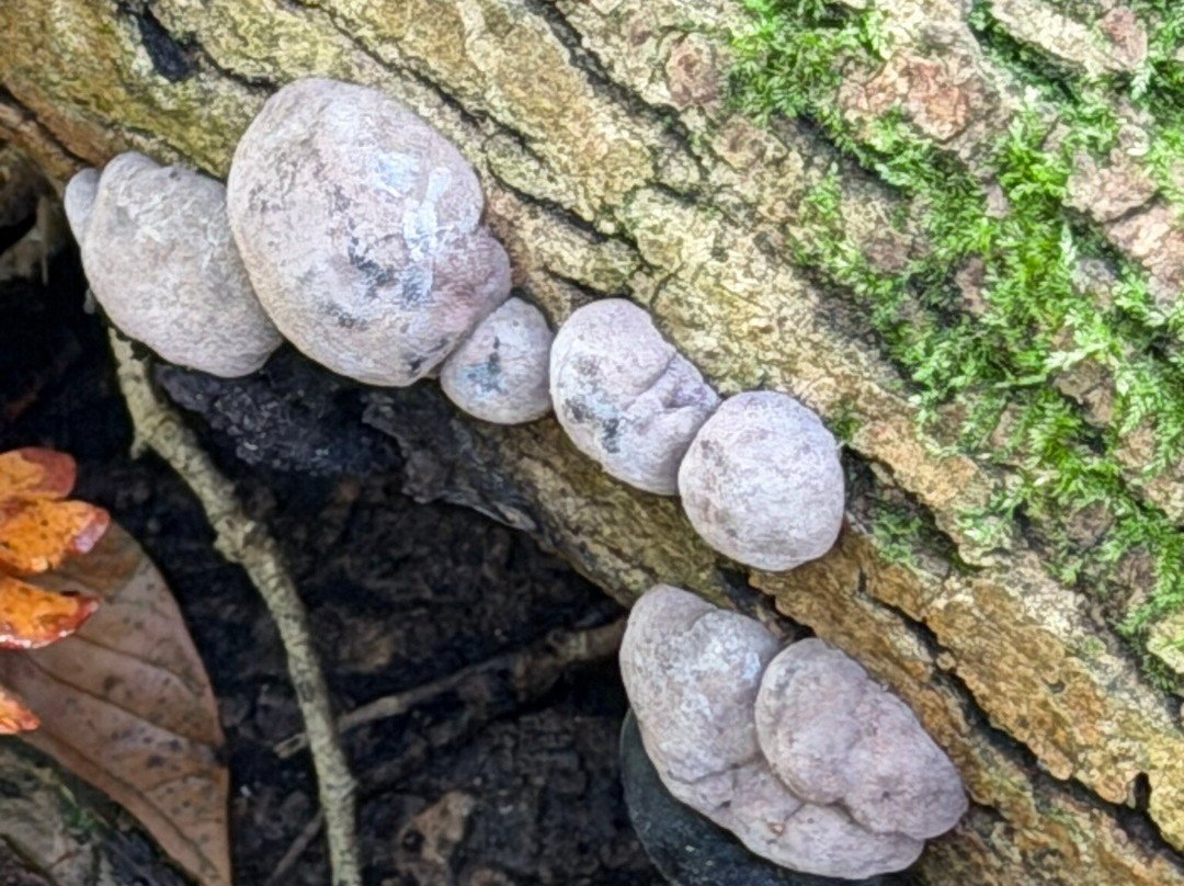 Terra Vitum-Midhurst必去景点