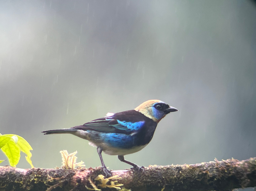 Pizote Tours-Boca Tapada必去景点