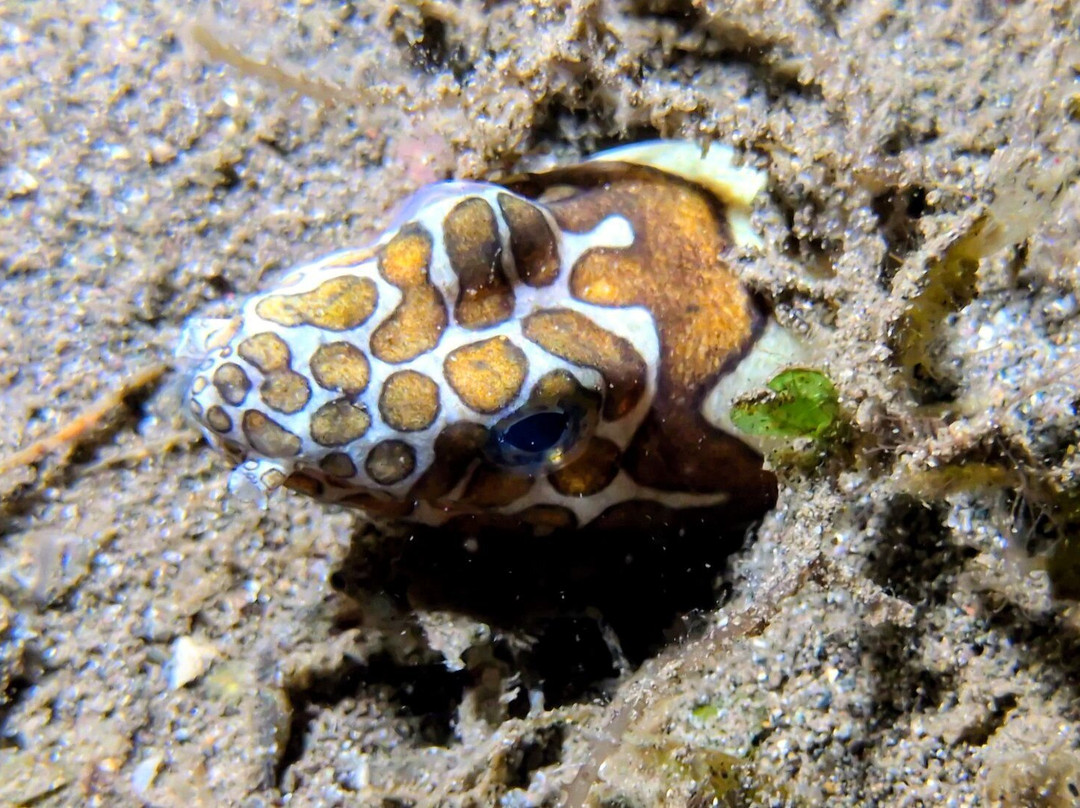 Ankermi Happy Dive Center-Maumere必去景点
