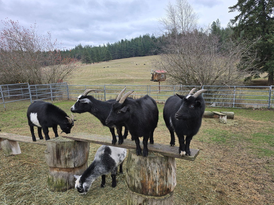 Seven Stars Alpaca Ranch Llc-科达伦必去景点