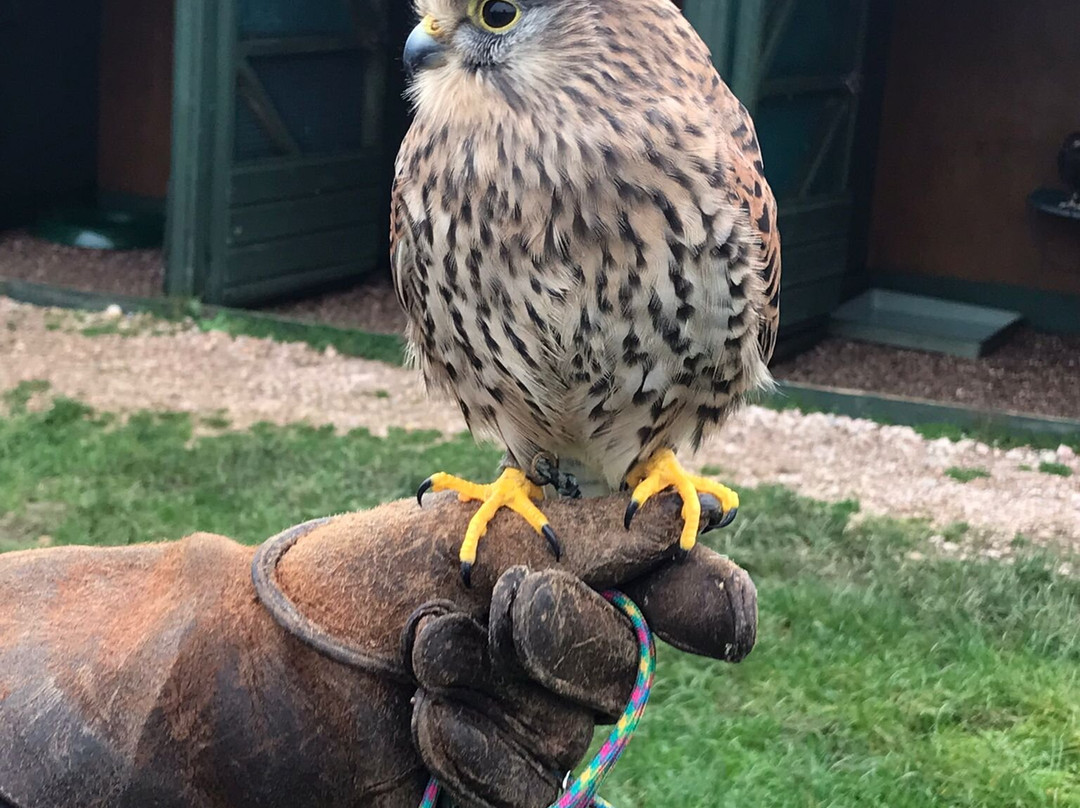 Devon Bird of Prey Centre-牛顿阿伯里必去景点