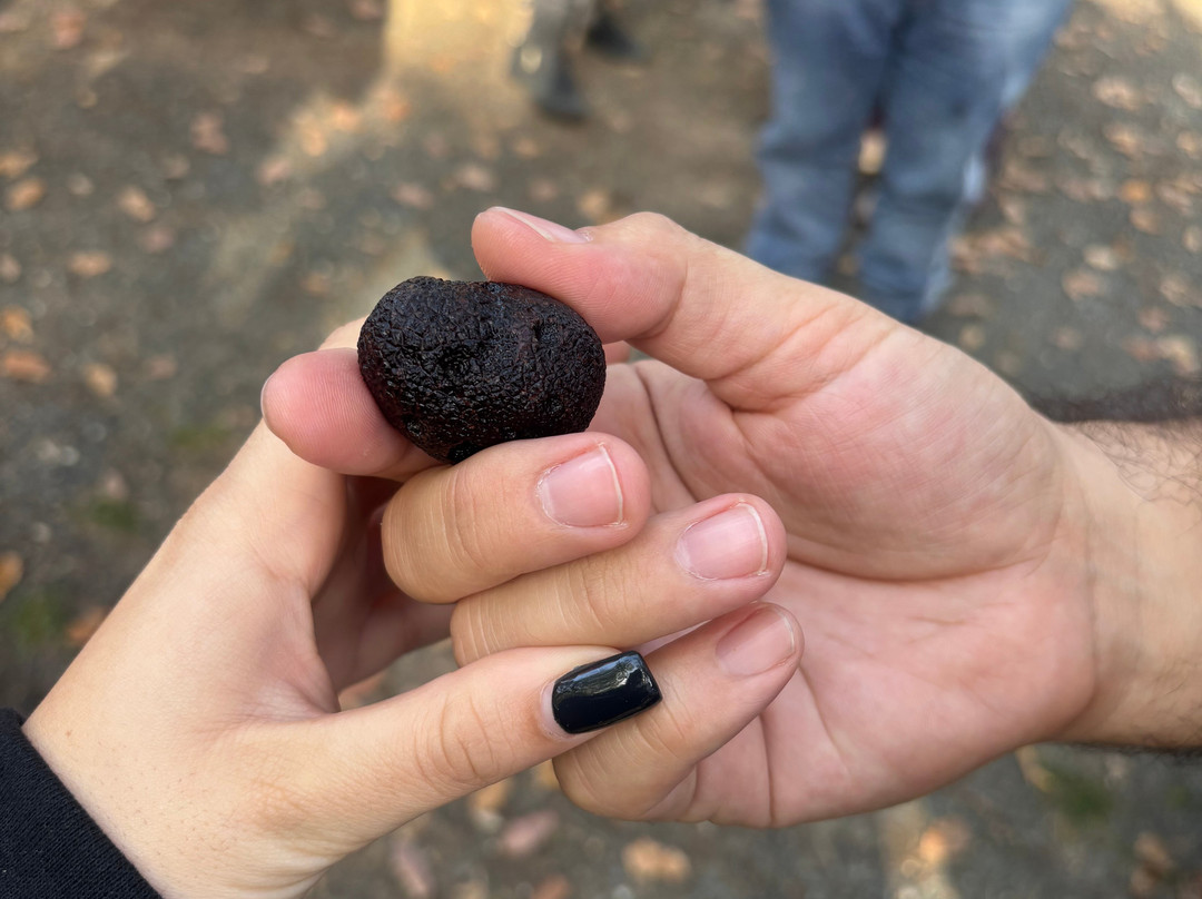 Truffle Hunting-卡兰巴卡必去景点