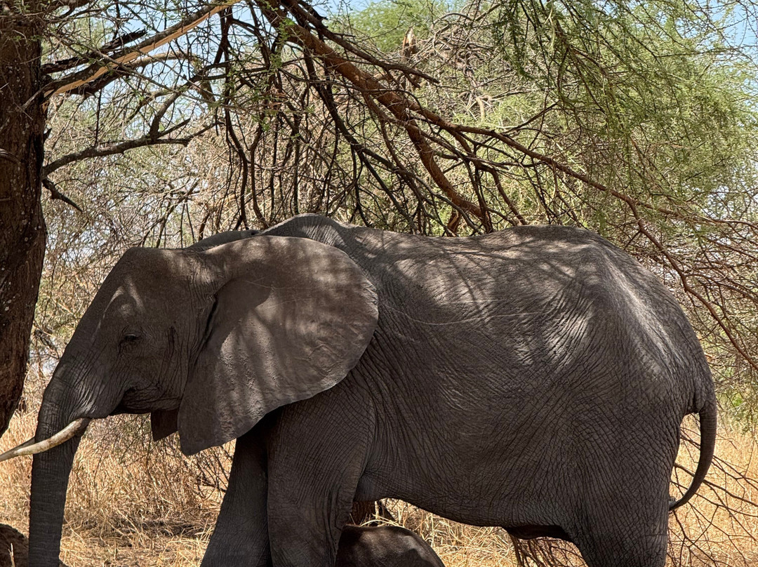 Meijo Safaris-阿鲁沙区必去景点